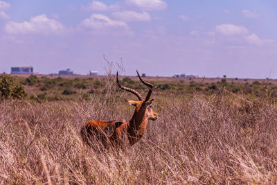 animal wildlife