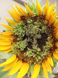 Close-up of sunflower