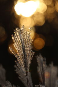 Close-up of dry plant against sunlight