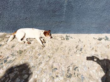 High angle view of dog sleeping on walkway by wall