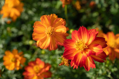 Close-up of orange flower in garden