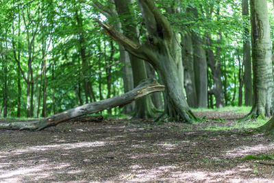 Trees in forest