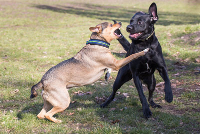 Two dogs on grass