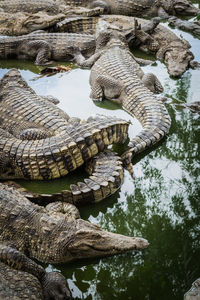 A crowd of crocodile resting in a pond