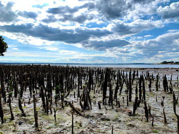 Wooden posts on field against sky