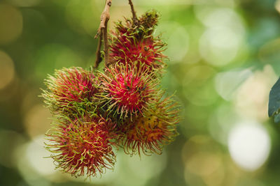 Close-up of red flowering plant