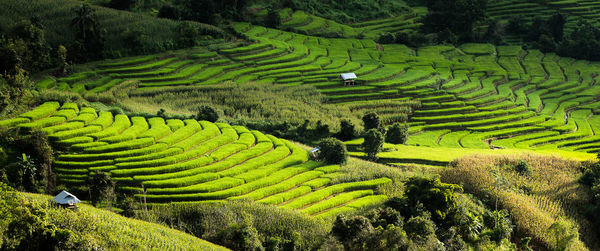 Rice terraces in the thailand and the village is in a valley among with rice