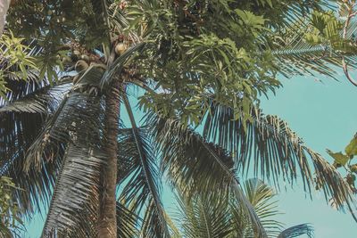 Low angle view of palm tree against sky