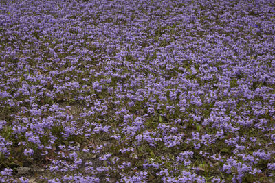 Full frame shot of purple flowers on field