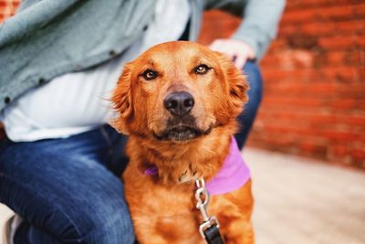 Dog looking at camera