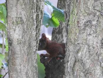 Cat on tree trunk