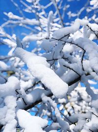 Close-up of snow covered tree