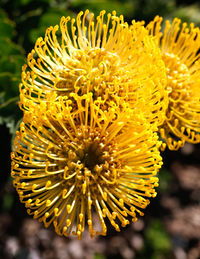 Close-up of yellow flower blooming outdoors