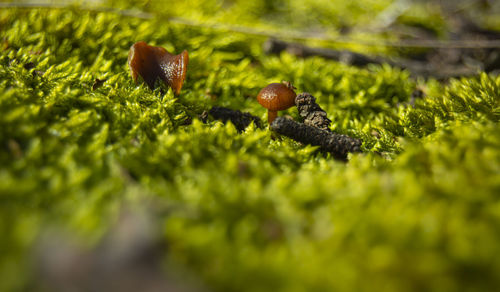 Close-up of dead plant growing on field