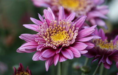 Close-up of pink flower
