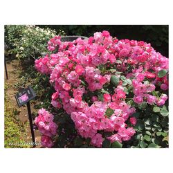 Close-up of pink flowers