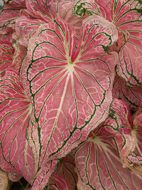 Full frame shot of red flowering plant