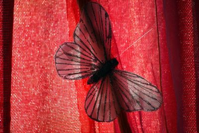 Close-up of butterfly on red wall