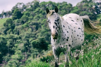 Horse on field