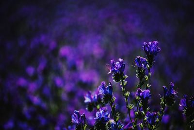 Close-up of purple flowers