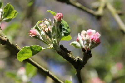 Close-up of pink flower