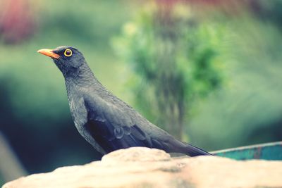 Close-up of bird perching on branch