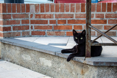 Portrait of cat sitting on brick wall