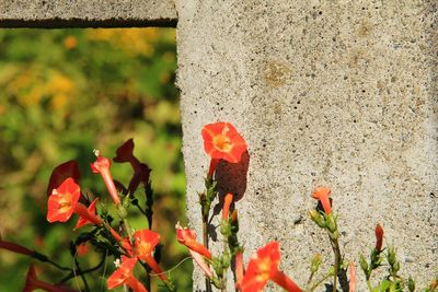 Close-up of red poppy flowers