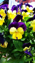 Close-up of yellow flowers blooming outdoors