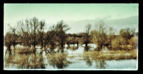 Bare trees on landscape