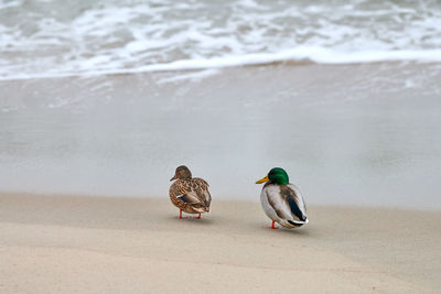 View of birds on beach