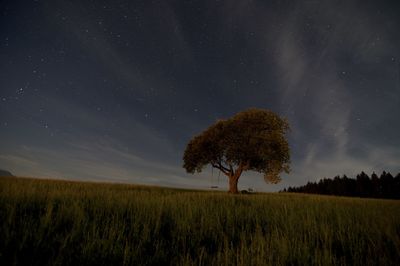 Trees on field against sky at night