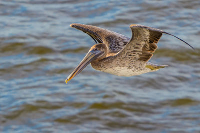 Bird flying over sea