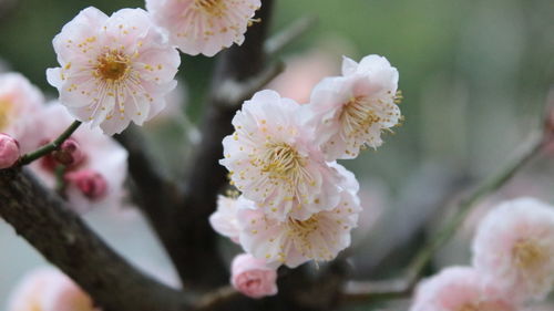 Close-up of cherry blossom