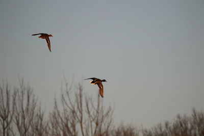 Bird flying in the sky