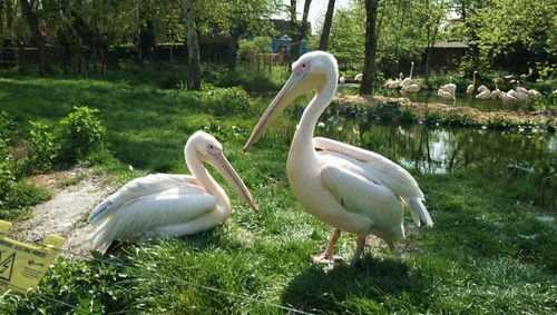 White duck in a lake