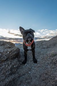 Portrait of black dog standing on rock