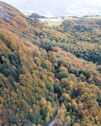 Drone shot to the forest in autumn at monte fumaiolo