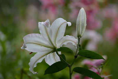 Close-up of wet white lilies