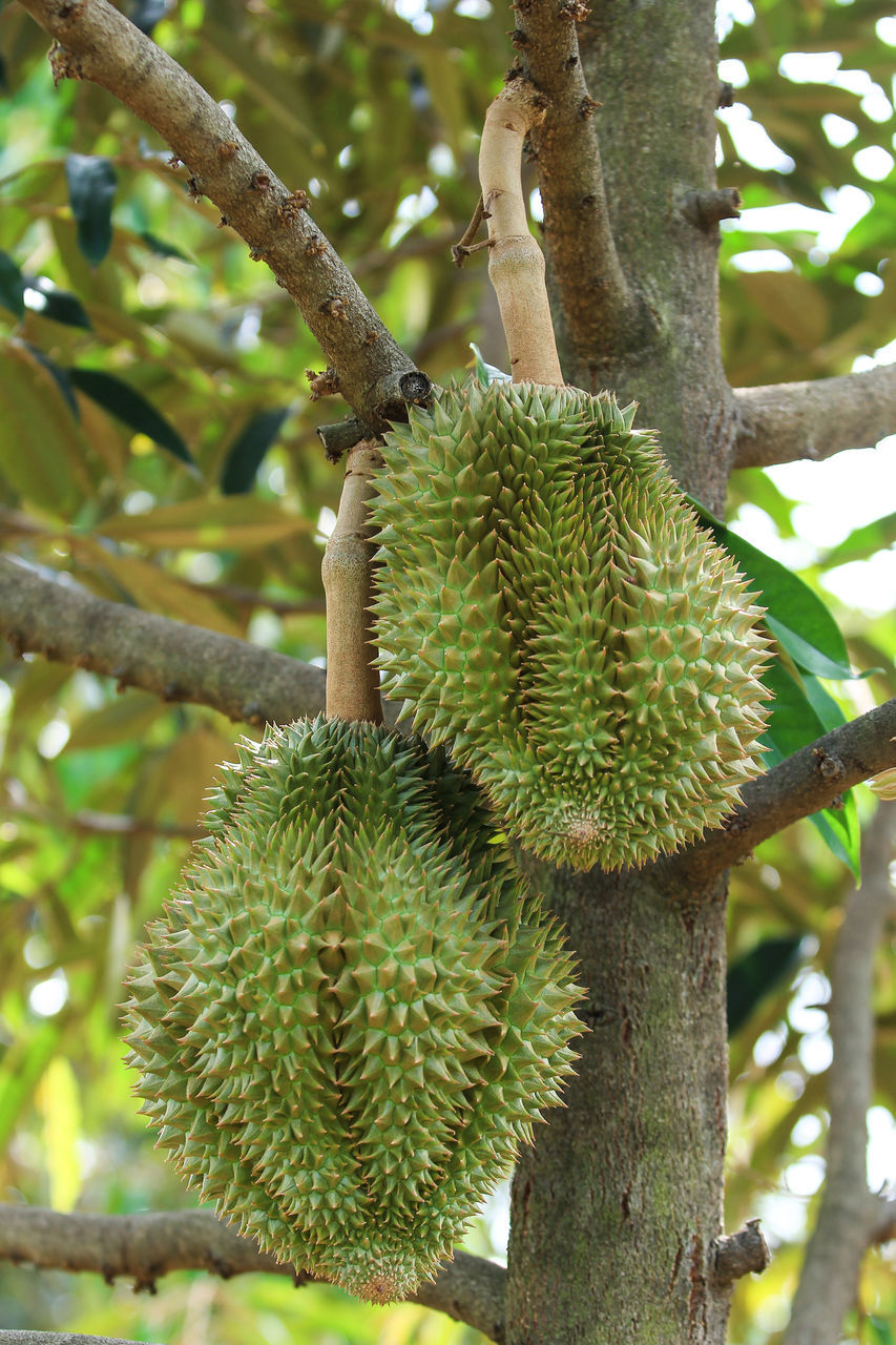 plant, growth, tree, food and drink, food, no people, nature, green color, healthy eating, fruit, focus on foreground, branch, day, close-up, freshness, tree trunk, trunk, wellbeing, beauty in nature, low angle view, outdoors, spiky