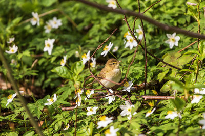 Willow warbler with flowering wood anemone at spring