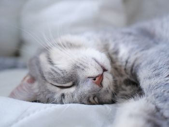 Close-up of cat sleeping on bed at home