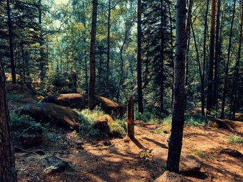 Pine trees in forest