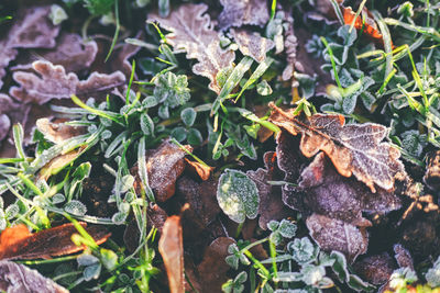 High angle view of dry leaves on field