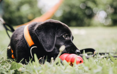 Close-up of a dog