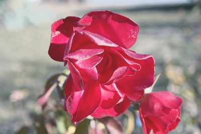 Close-up of red rose