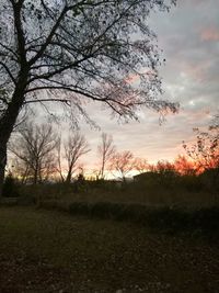 Silhouette trees on field against sky during sunset