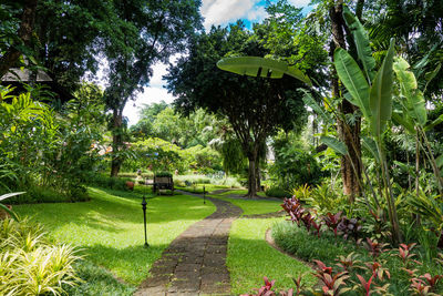 Trees and plants in park