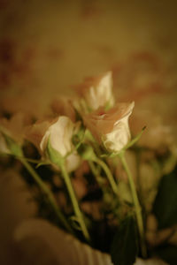 Close-up of rose plant