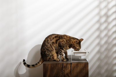 Cat looking away against wall